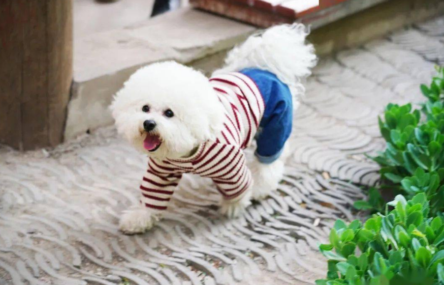 详解比熊犬的五大特点（纯种比熊犬有哪些特征）