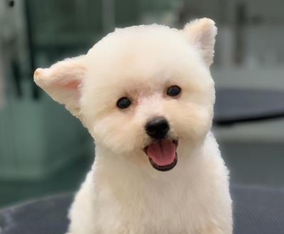 狗狗可以吃红薯吗(狗狗可以吃的这些蔬果)