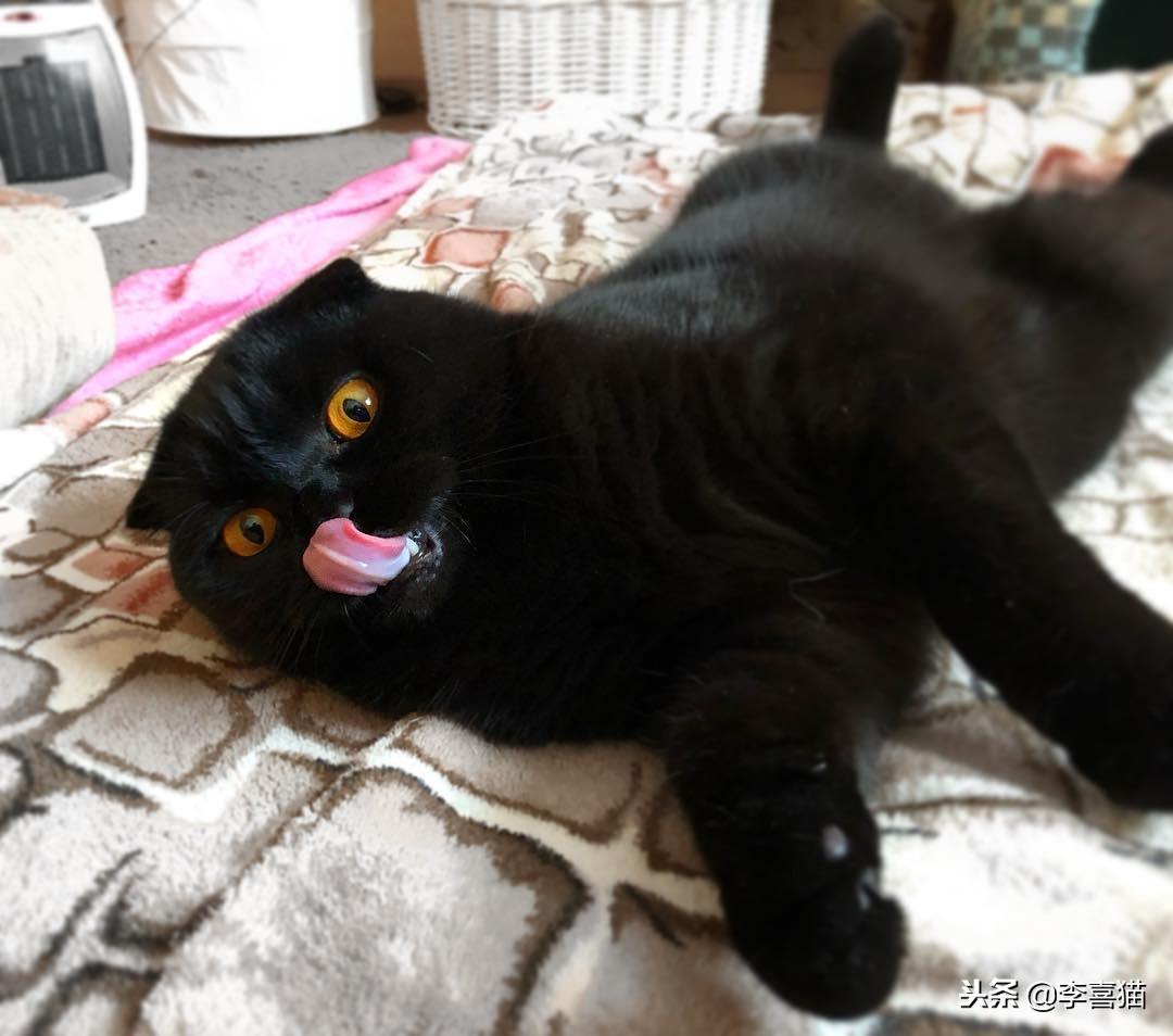 公猫绝育后一直不吃饭（猫绝育后食欲不振和嗜睡持续3天立即就医）