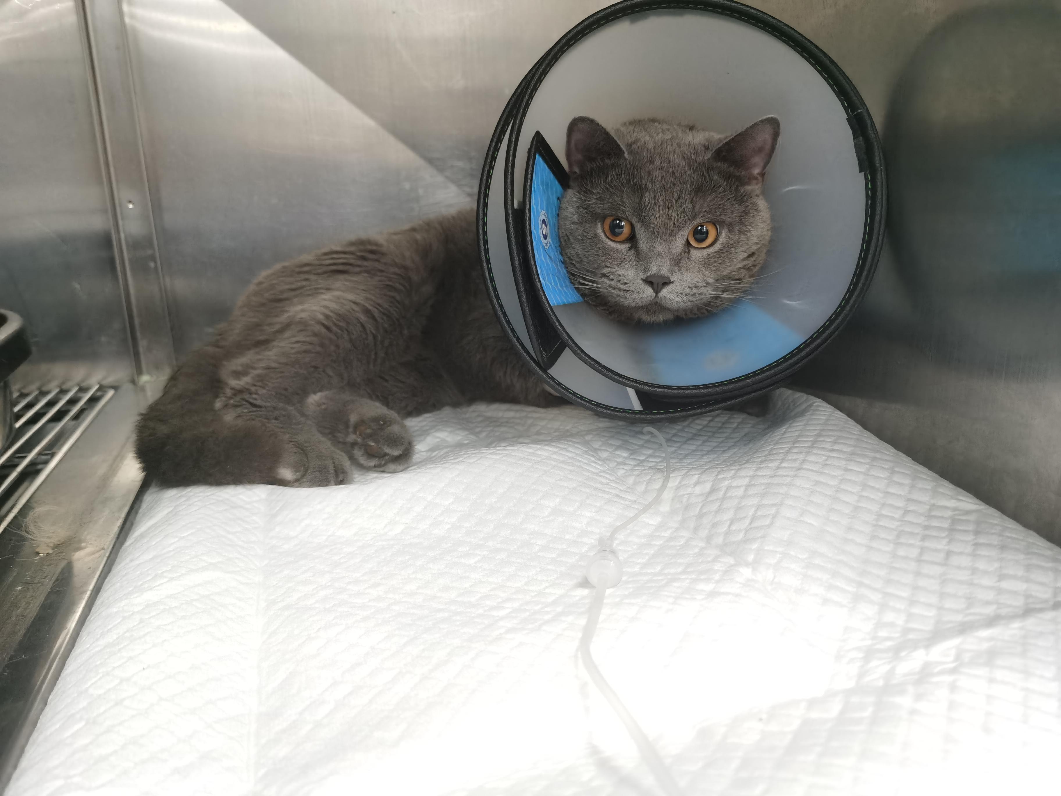 猫尿闭吃三金片尿出来了怎么判断(猫咪闭尿恢复自愈的方法)