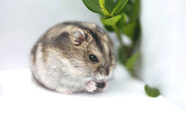 老公公仓鼠多少钱一只 老公公仓鼠多少钱一只