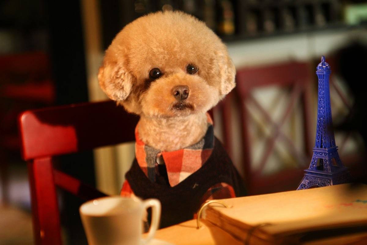 盘点七种体味小爱干净的犬(哪种狗狗不掉毛又好养)