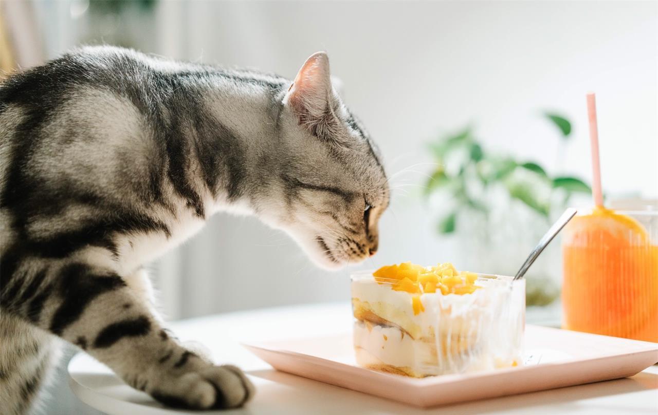猫最爱吃的10种食物有哪些（盘点猫看到馋的不行的10种食物）