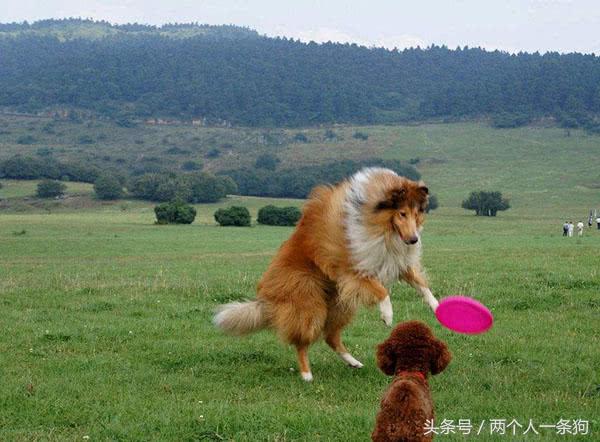 苏格兰牧羊犬怎么养（详解：养苏格兰牧羊犬的优缺点）