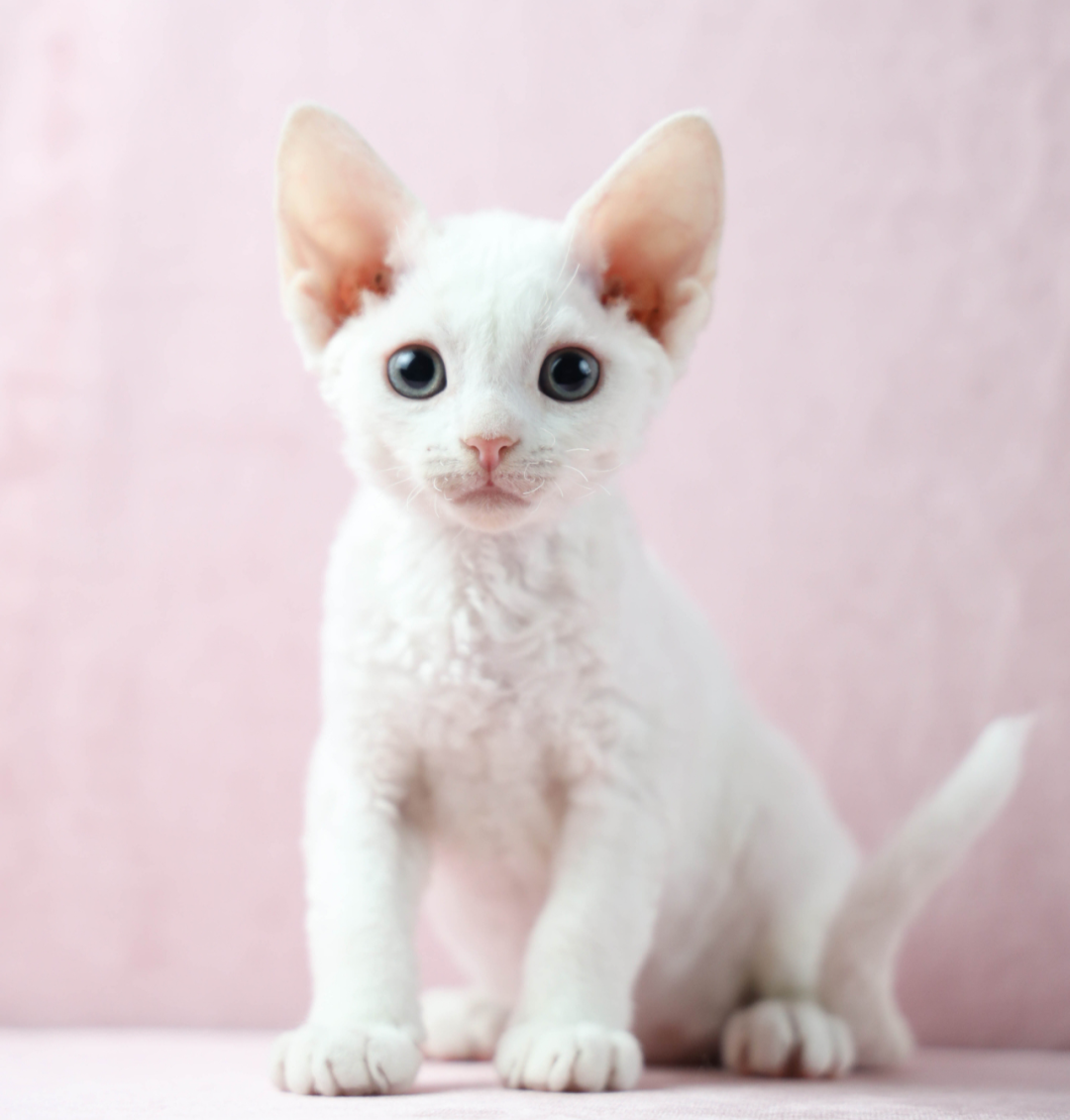 不掉毛的猫品种介绍（暹罗猫掉毛吗）