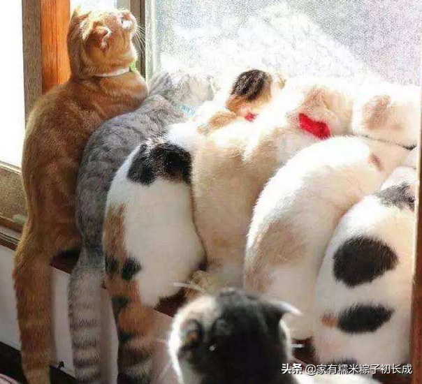 人类吃的维生素b族猫能吃吗(可以,大猫一次一粒)