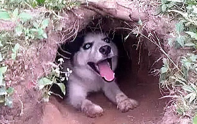 狗狗被打后，离家出走，找到时狗窝都弄好了，铁了心不肯回家