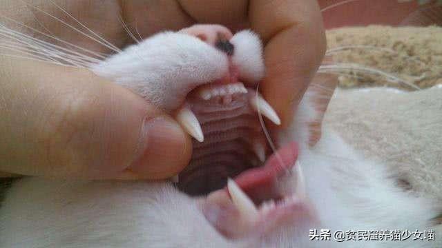 猫生几只最吉利民间说法(猫生了9只民间的说法)