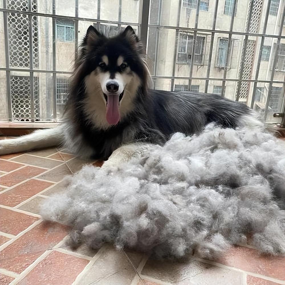 世界三大傻狗排名(最傻的狗是哪三个)