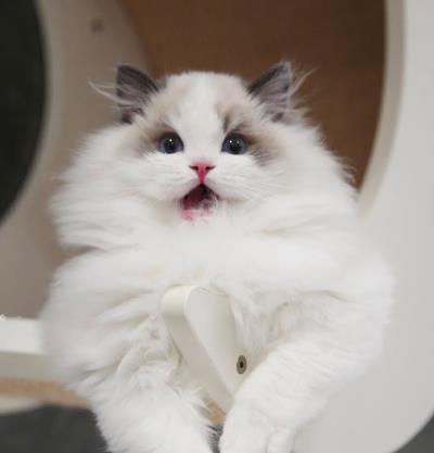 猫咪呼吸声很重