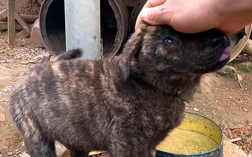 了解虎斑幼犬价格及图片（虎斑犬多少钱）