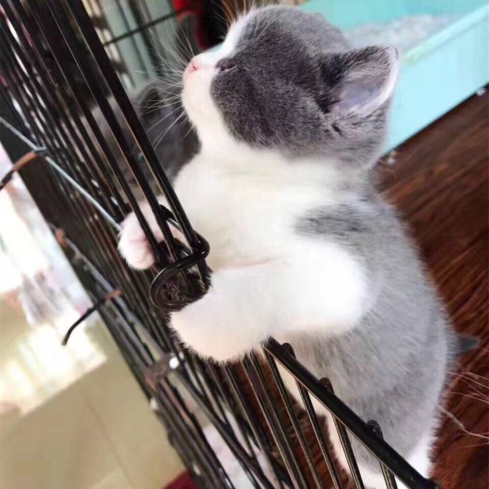 建议养英短的六个原因（英国短毛猫好养吗）