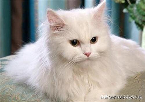 猫生几只最吉利民间说法(猫生了9只民间的说法)