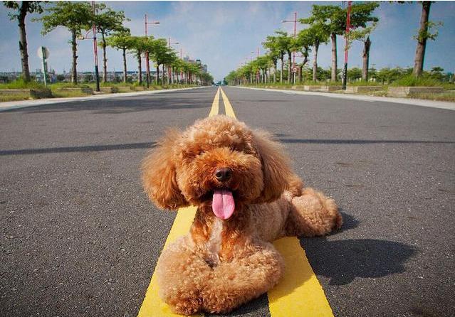 了解训练泰迪的5大详细技巧(详解:如何训练泰迪狗狗)