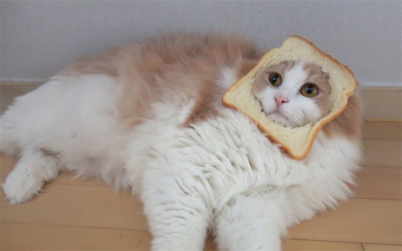 猫最爱吃的10种食物有哪些（盘点猫看到馋的不行的10种食物）