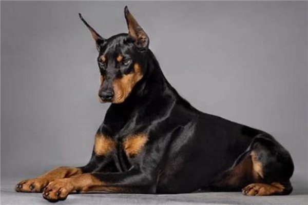 十大认主的狗狗排名（哪种狗狗最认主人）