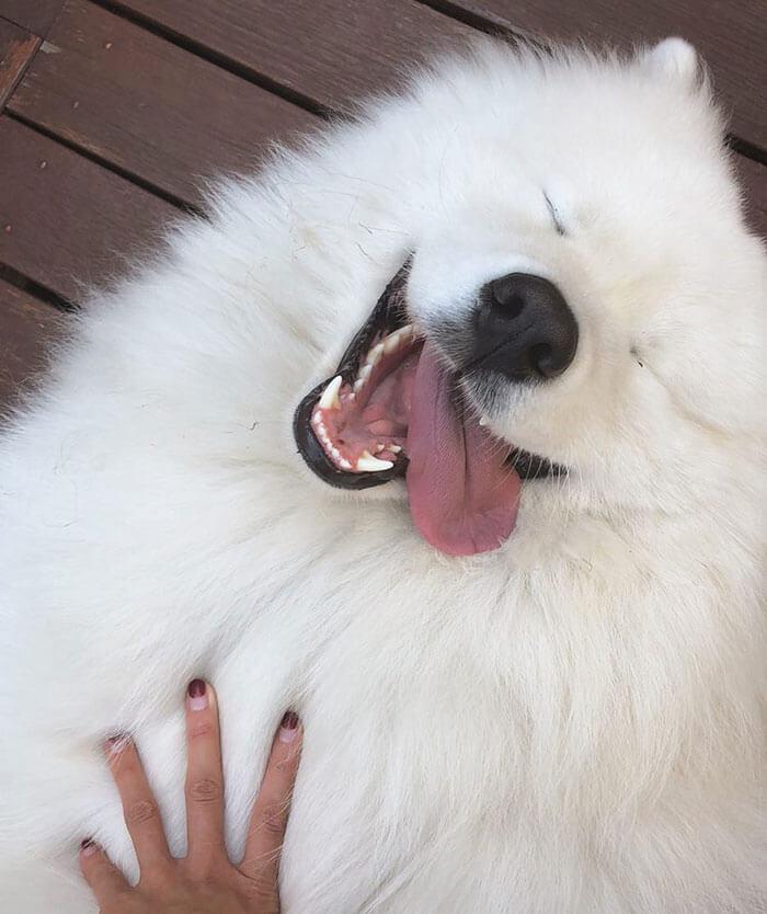 养萨摩耶的好处与坏处