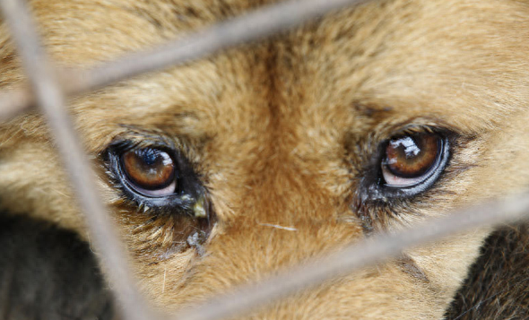 狗也会哭吗代表着什么（附：狗狗在4种情况下哭的原因）