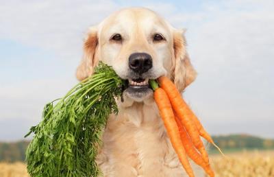 狗狗可以吃红薯吗(狗狗可以吃的这些蔬果)