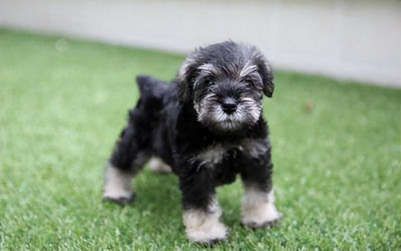 盘点名种梗犬的简介（附：世界最著名的10大梗犬）