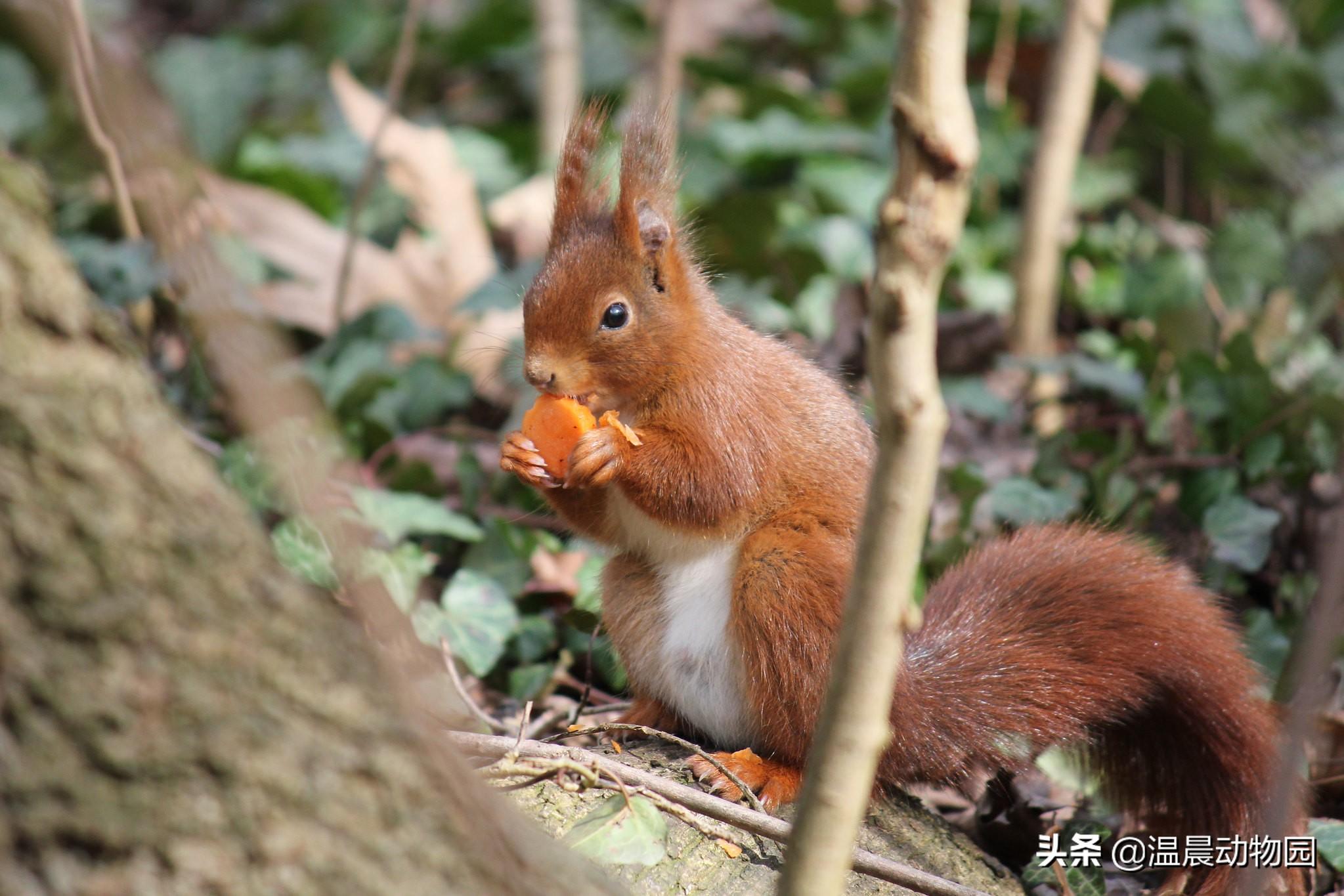 魔王松鼠真的如网传 的一样软萌吗（附：魔王松鼠图）