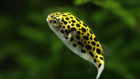 淡水观赏鱼种类大全及名字及图片（淡水观赏鱼排行榜）