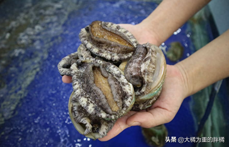 猫吃鱼会被鱼刺卡吗（附：会卡因此这5种鱼尽量别给猫吃）