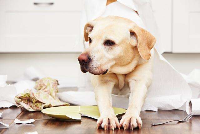 狗狗“拆家”屡教不改,别急着打,针对原因好解决