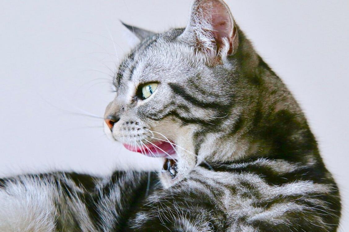 为什么不能养美短虎斑猫（附：美短虎斑猫的性格及特征）