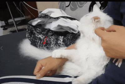 猫躺着甩尾巴什么意思（猫咪尾巴会表达哪些情绪）