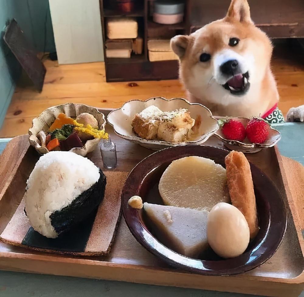 柴犬怎么训练（详解：柴犬训练方法口诀）