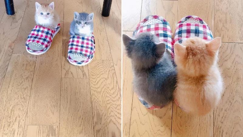 治愈人的猫咪图片合集（盘点抖音最火的猫猫头像）