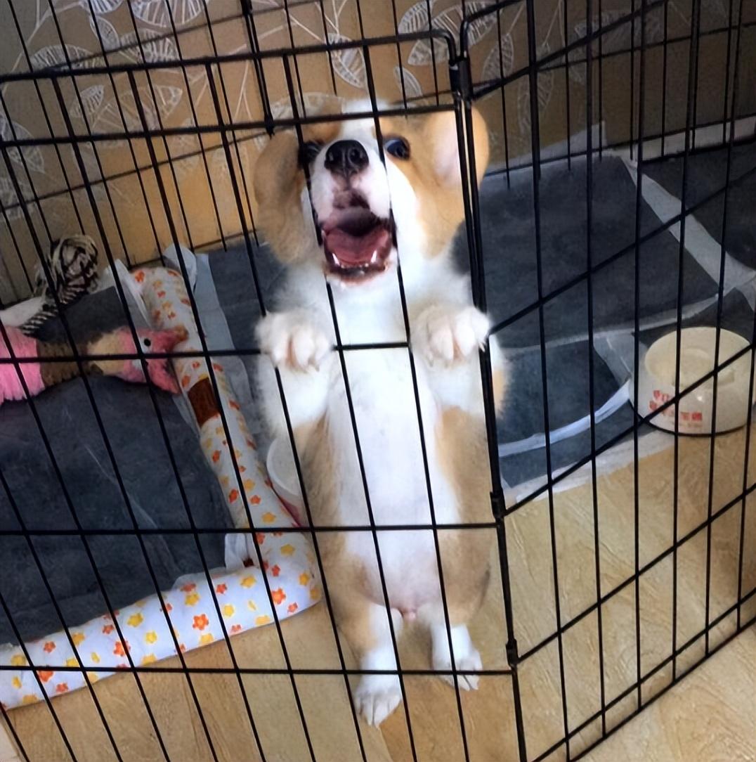 狗狗训练方法都有哪些呢（详解：训练狗狗的基本几个动作）