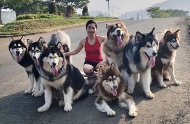 建议不养阿拉斯加的6大理由（阿拉斯加怎么养）