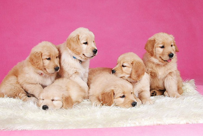 如何养狗狗（新手铲屎官入门必备攻略）