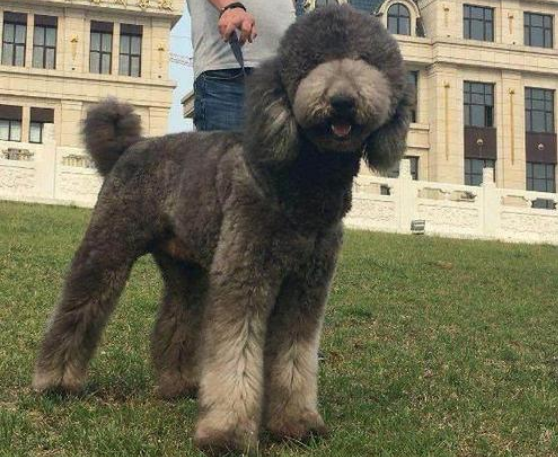 六个不养贵宾犬的理由(巨型贵宾犬怎么养)