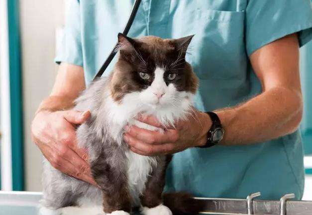 猫腹水有什么最好的办法治疗(腹水怎么快速排出体外)