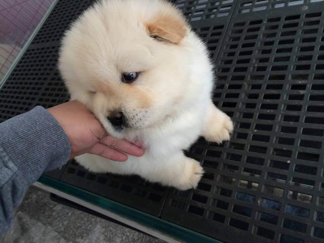 松狮犬怎么看品相（详解：纯种松狮犬特征介绍）