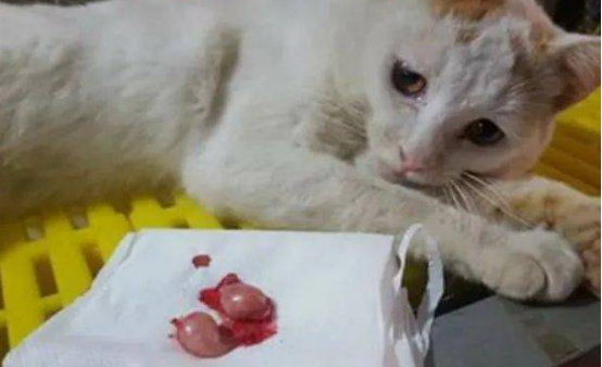 可不可以让猫生完再绝育？宠主必须知道！