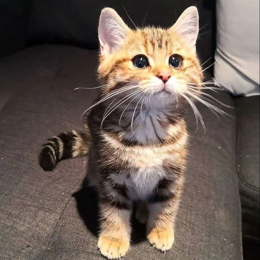 幼猫一天吃几顿饭最合适呢（附：成年宠物猫一顿吃多少猫粮）