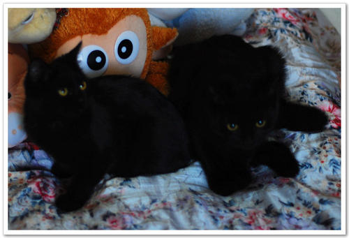 幼猫嗓子一直咕噜咕噜 猫咪呼吸声像有痰呼噜