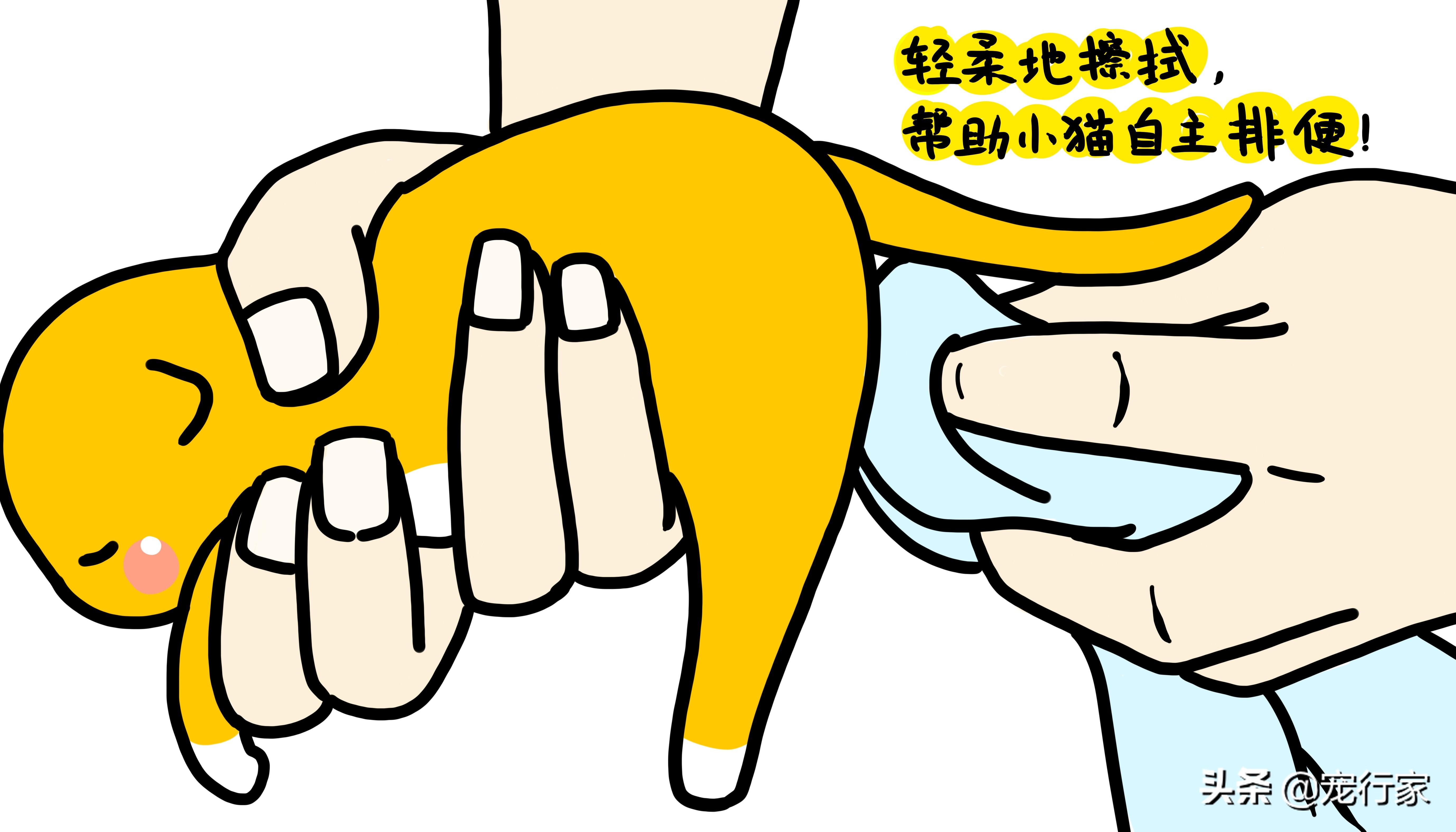 10天小猫没妈妈怎么养（15天左右小猫怎么喂能养活吗）