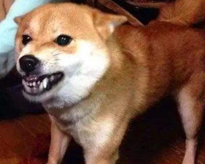 狗狗恨透主人的十种表现
