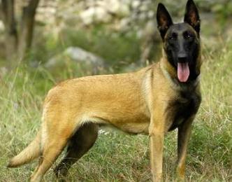 马犬不打疫苗能活的久吗（附：马犬多少钱一针疫苗）