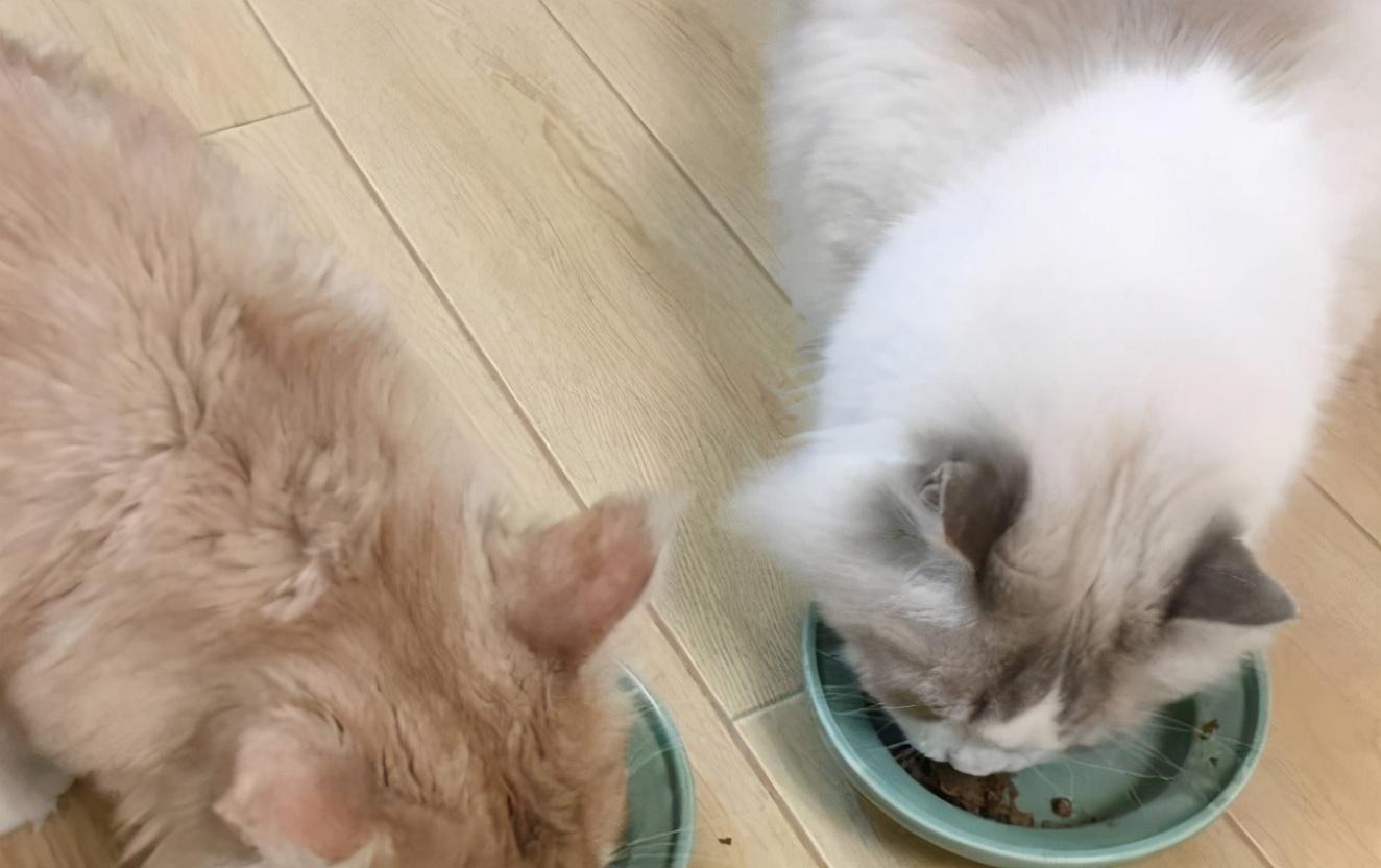 布偶猫的日常养护(布偶猫如何养)