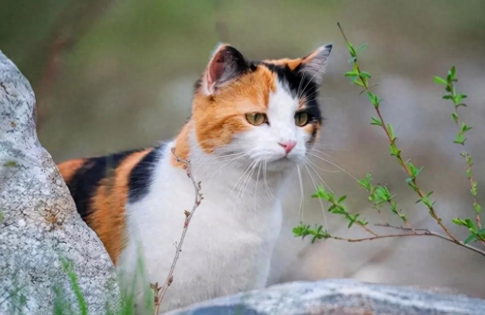 为何“中华田园猫”会被歧视（附：把土猫当宠物养的人都是傻子）