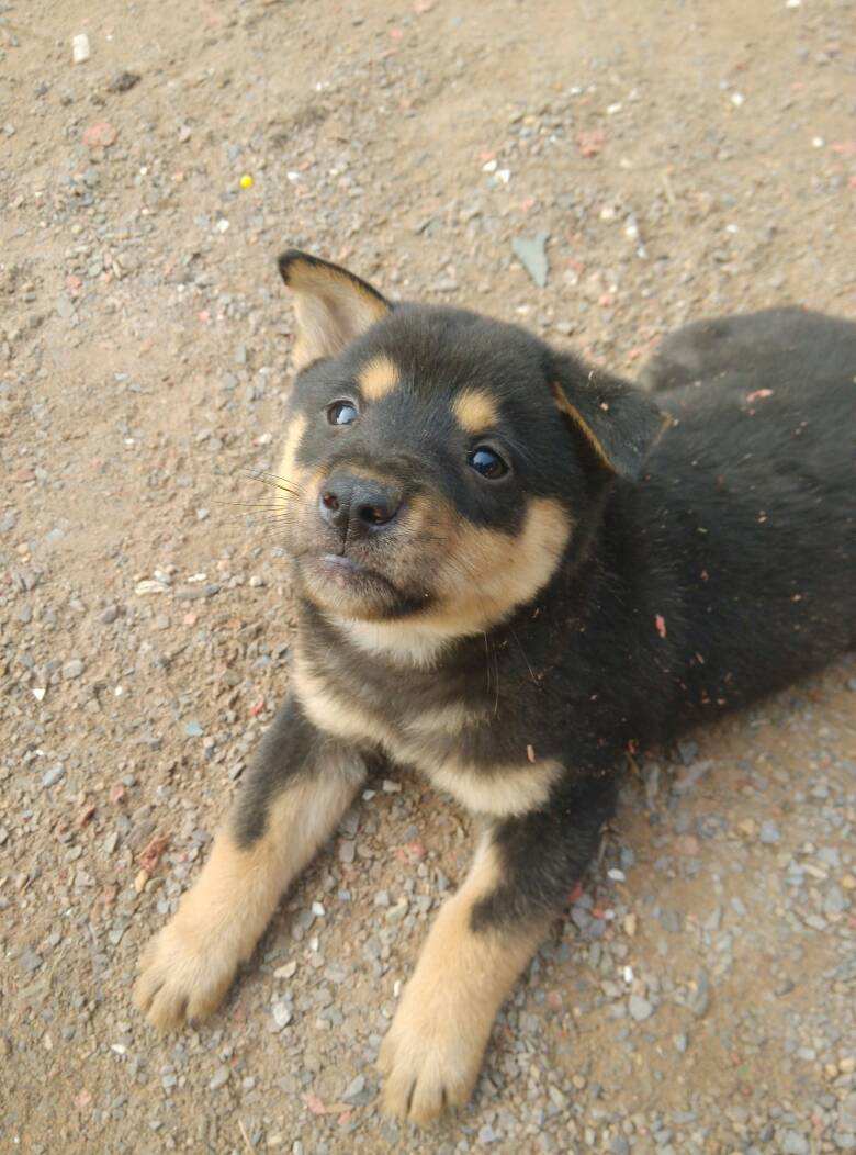 漂亮的狗狗有哪些品种（九大漂亮的狗狗排名）