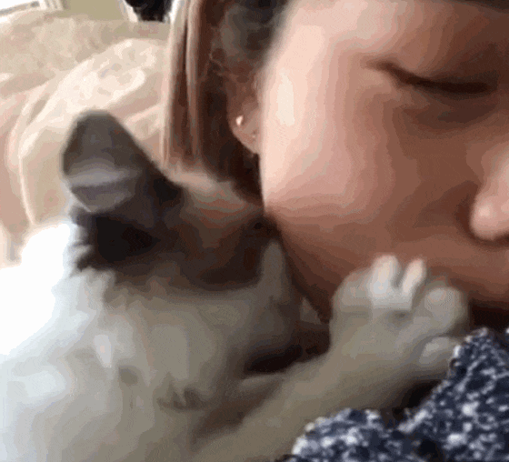 猫咪主动舔人手表明着什么