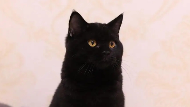 大黑猫图片(详解:5种不同纯黑色猫品种图)