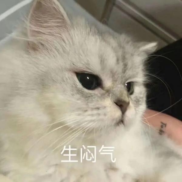 治愈人的猫咪图片合集（盘点抖音最火的猫猫头像）